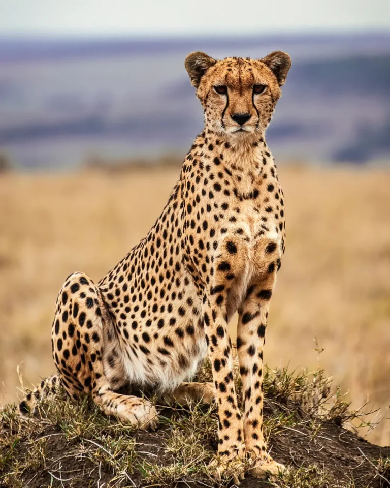 Kenya