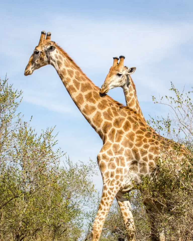 South Africa