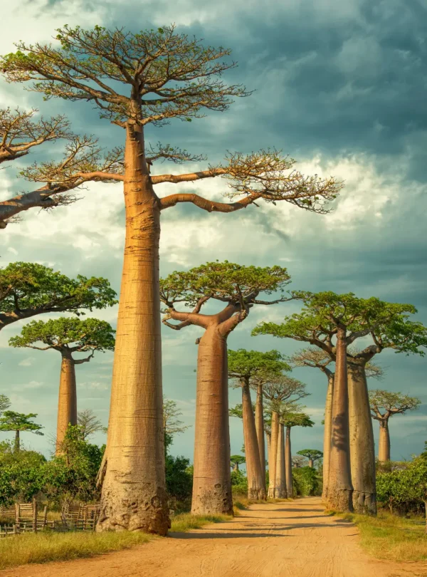 Madagascar