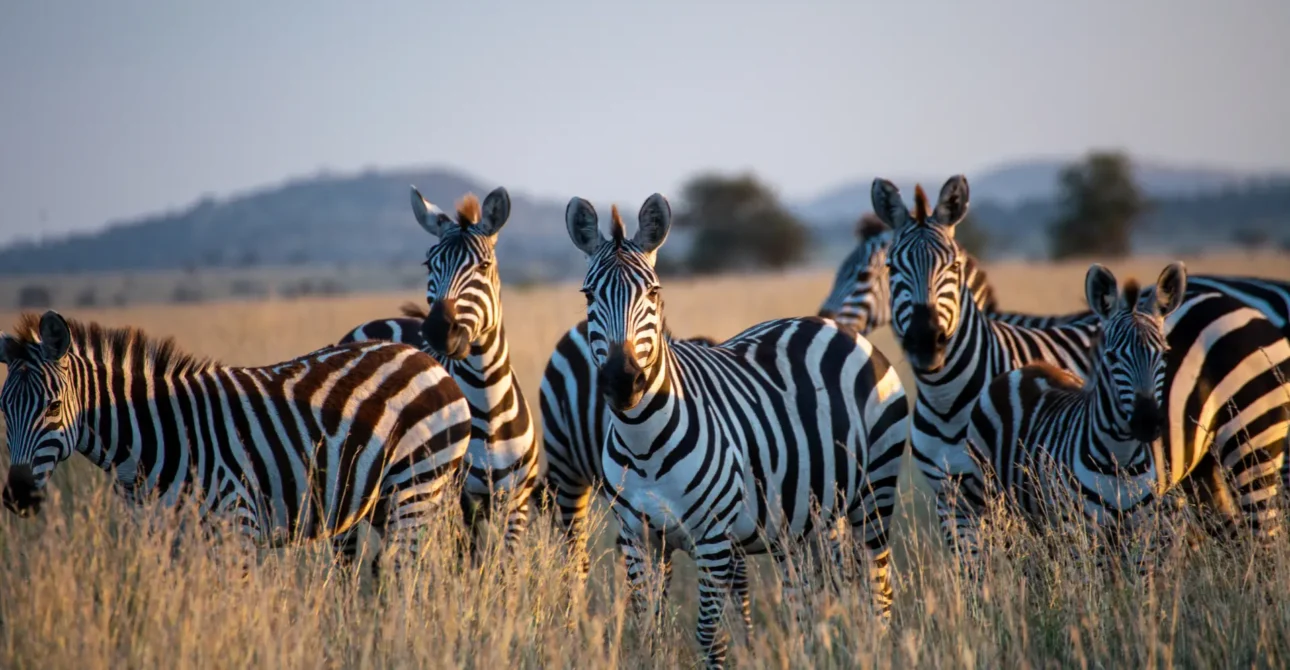Tanzania Safari Cost from Kerala: 2026 Price Guide