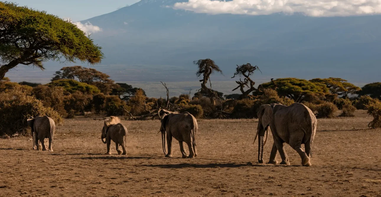 Is It Worth Booking a Tanzania Tour Through a Travel Agent or Online?