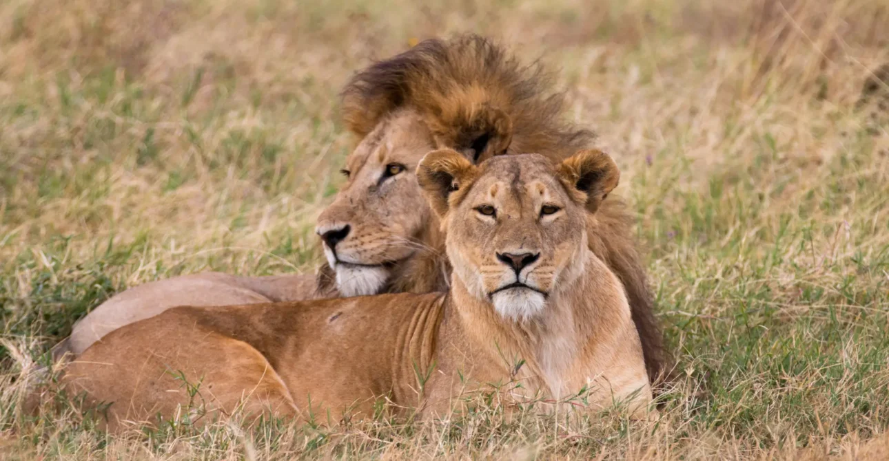 Can I Do a Tanzania Safari Solo, or Do I Need a Group Tour?
