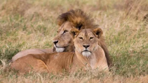 Can I Do a Tanzania Safari Solo, or Do I Need a Group Tour?